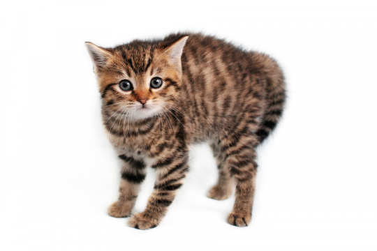 How To Introduce New Cats To A Home