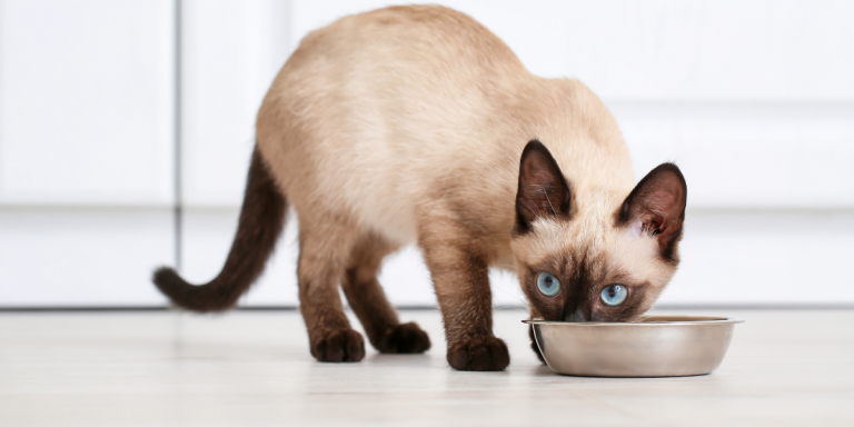 The Complete Feeding Guide From Kittens to Seniors