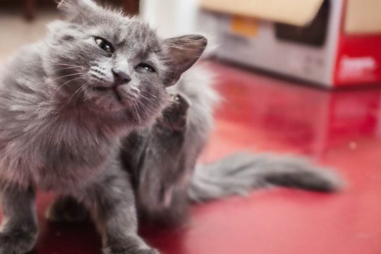 Bravecto for Cats: Cost, Dosage, Safety & Side Effects
