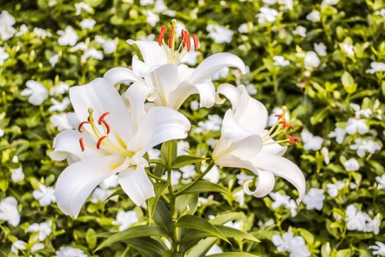 Lily Poisoning in Cats: Symptoms, Diagnosis & Treatment