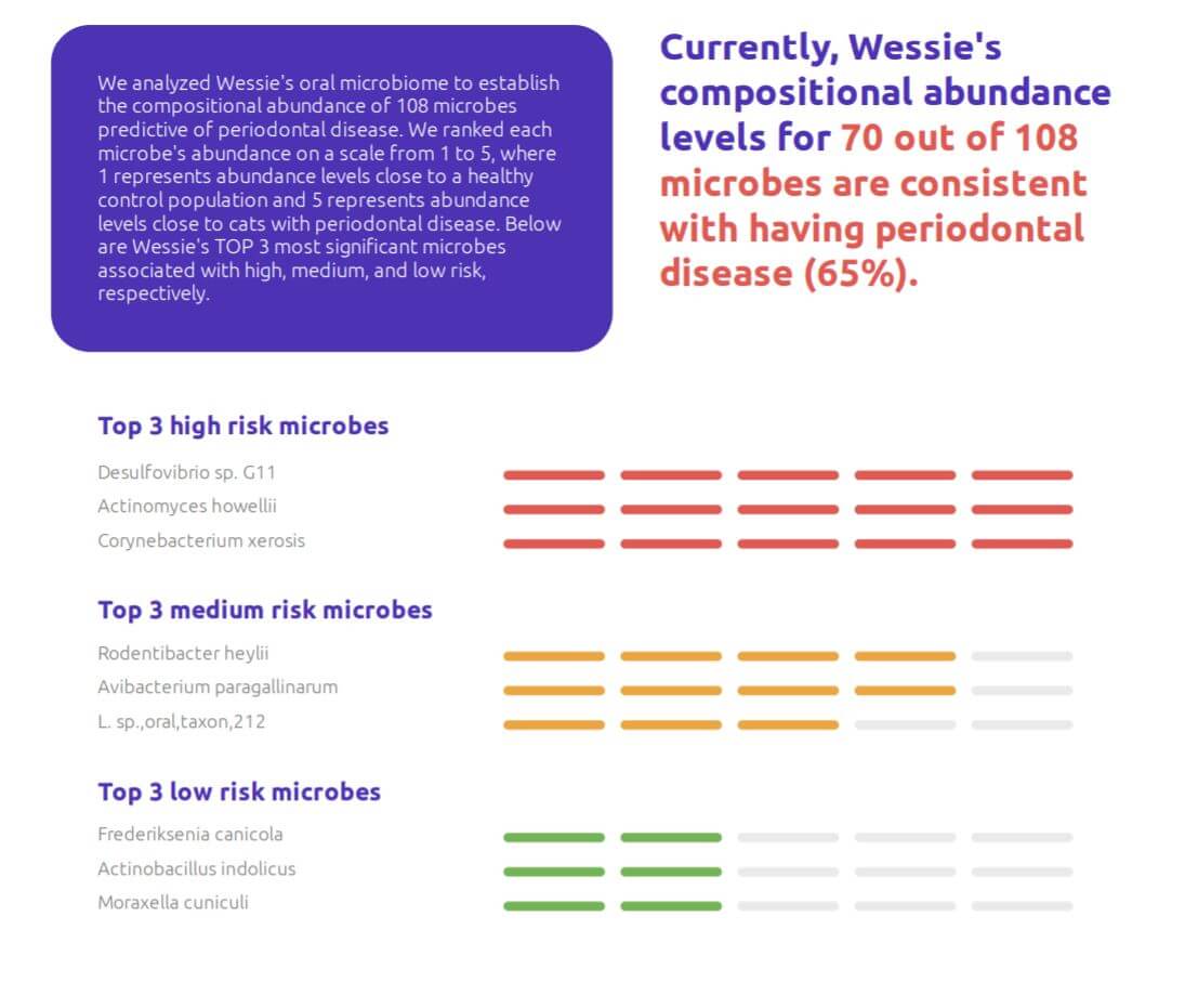 "Visual representation of periodontal disease in cats, highlighting the potential dental health challenges they can face and the importance of preventive measures and veterinary care to address and manage such conditions.