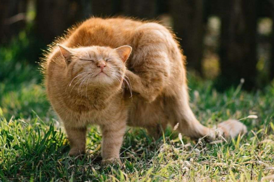 Common Skin Problems in Cats: Causes and Treatments