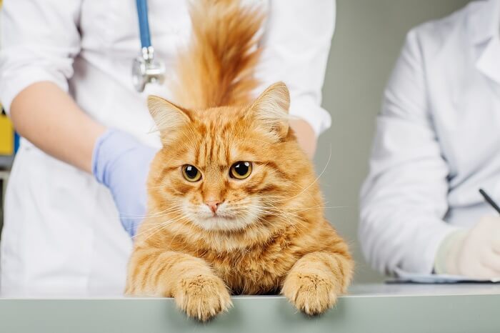 Image of a veterinarian attending to a cat.