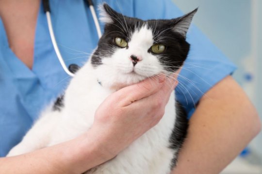 Drug Poisoning in Cats: Causes, Symptoms, & Treatment