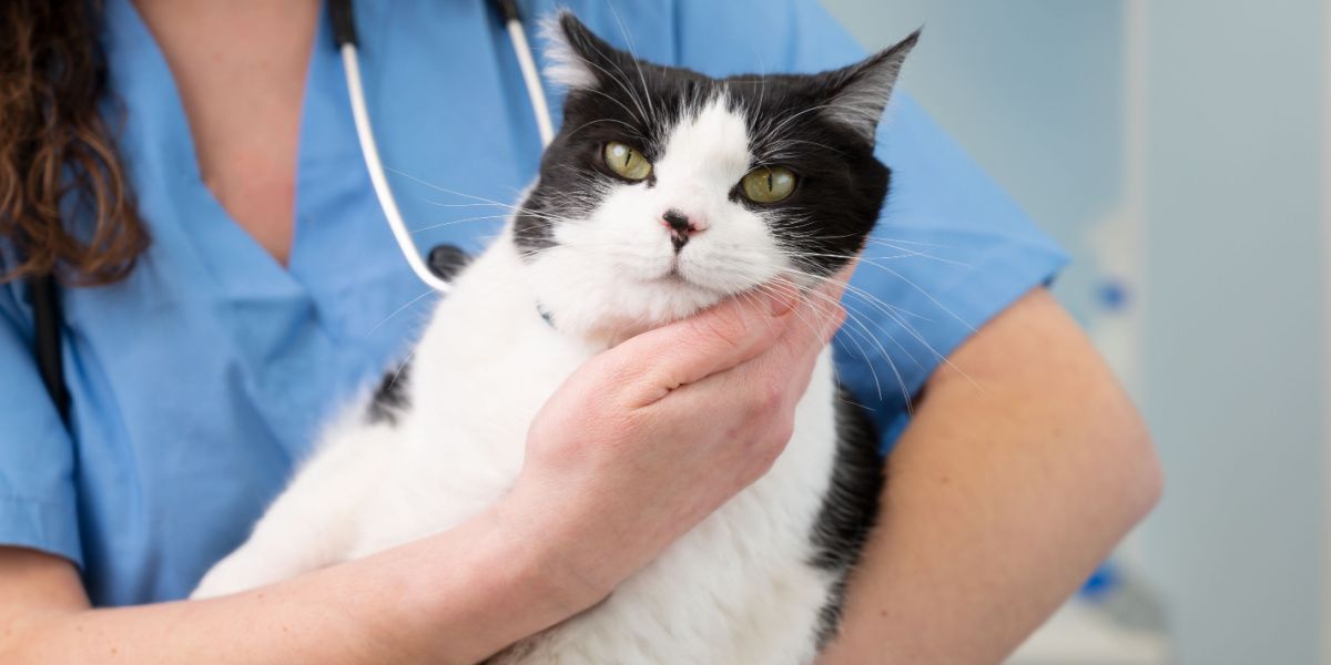 veterinarian is holding a cute white cat