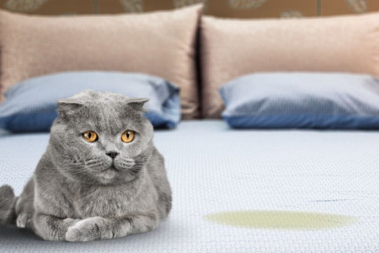 Why Is My Cat Peeing on the Bed