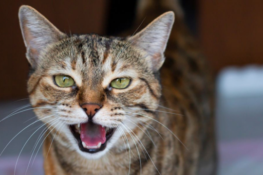 What Is Caterwauling? Why Do Cats Do It?