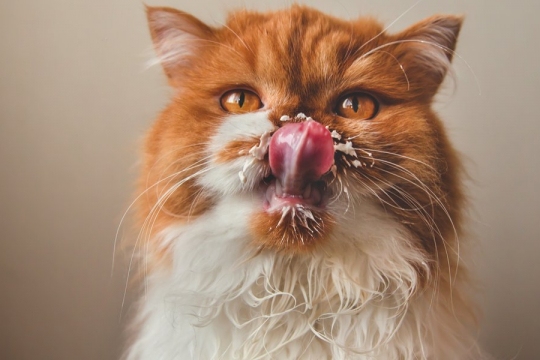 Do Cats Have A Sense Of Taste?