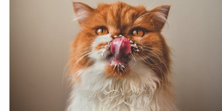 Do Cats Have A Sense Of Taste?