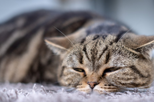 Alzheimer’s in Cats: Causes, Symptoms & Treatment​