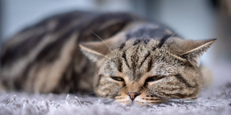Alzheimer’s in Cats: Causes, Symptoms & Treatment​
