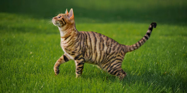 How Intelligent Are Cats? Science Has an Answer