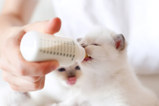 The Complete Guide to Bottle Feeding Kittens