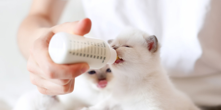 The Complete Guide to Bottle Feeding Kittens