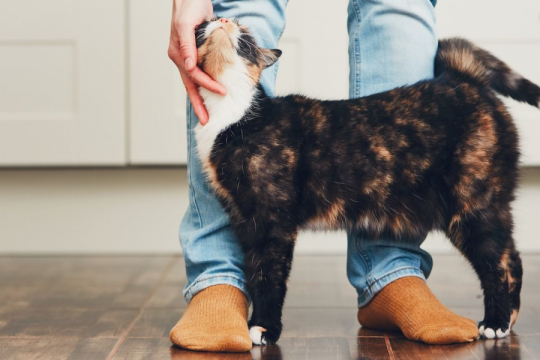 8 Ways to Make Your Cat Love You Even More