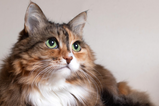 How Old Is My Cat In Human Years?
