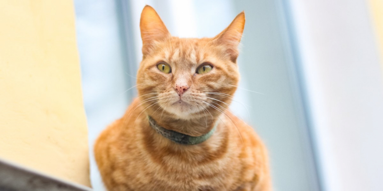 Why Do Some Cats Get Freckles?
