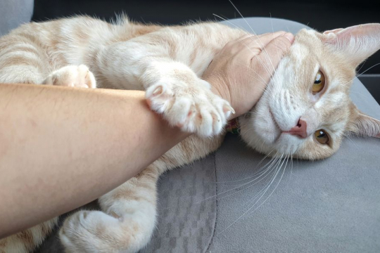 Why Do Cats Knead Their Owners?