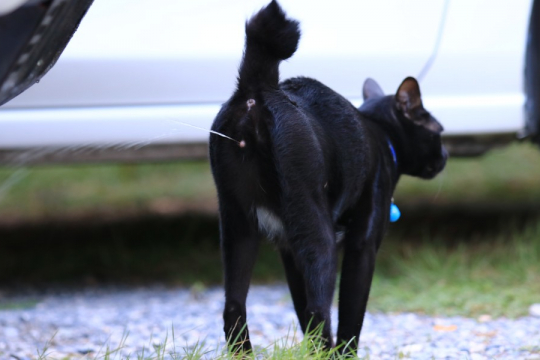 Do Female Cats Spray?
