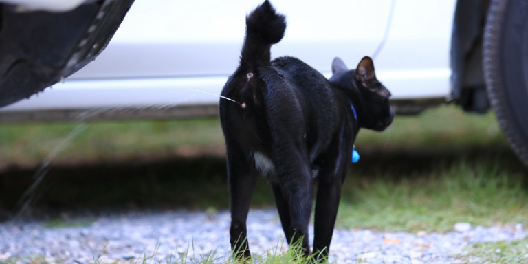 Do Female Cats Spray?