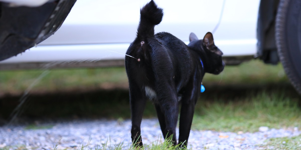 An image illustrating cats spraying behavior.