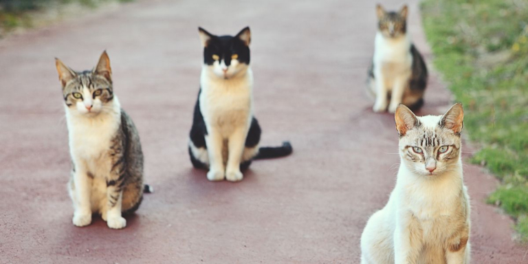 The 9 Friendliest & Nicest Cat Breeds In the World