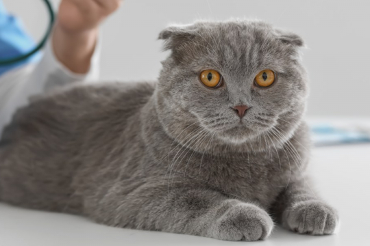 Heart Disease in Cats: Causes, Symptoms, & Treatment