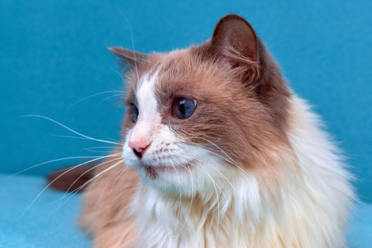 Skin Lumps and Bumps in Cats: Causes, Symptoms, & Treatment