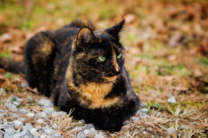 A tortoiseshell cat, showcasing its unique coat pattern characterized by a mix of various colors.