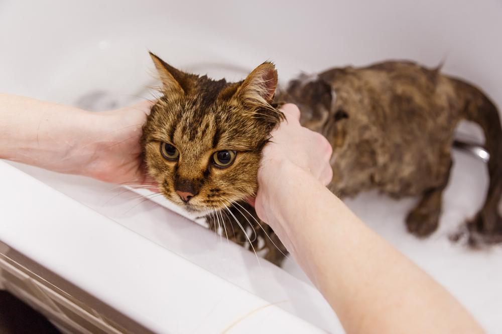 Washing a cat in the bathroom