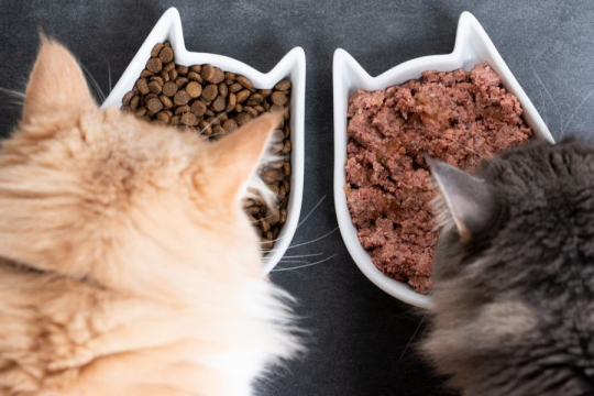 Wet vs. Dry Cat Food: What's Better for Cats?