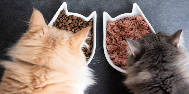 Wet vs. Dry Cat Food: What’s Better for Cats?