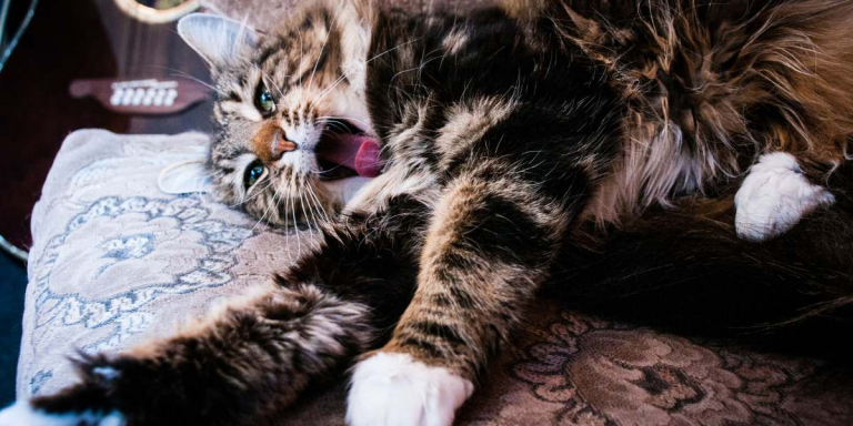 Bad Breath in Cats: Causes, Symptoms, & Treatment