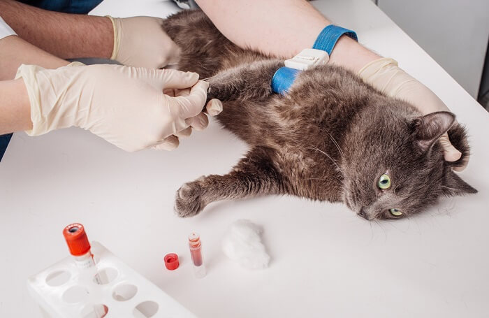 Blood test for a cat.