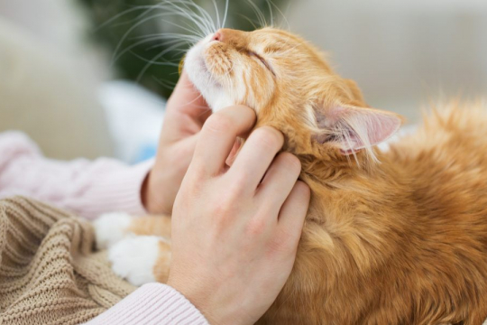Do Cats Love Their Owners?