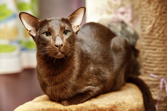 facts about cat fur