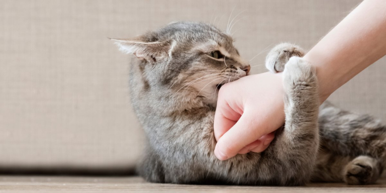 How To Train Your Cat Not To Bite