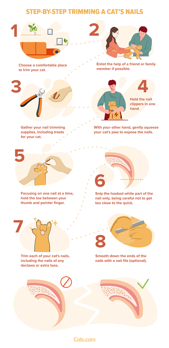 step-by-step breakdown of trimming a cat’s nails 