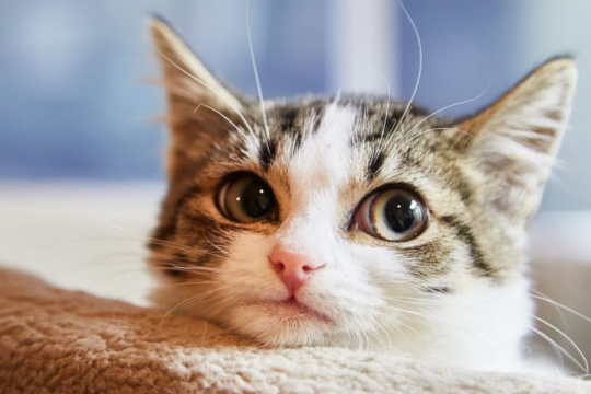 Can Cats See Spirits, Ghosts and Angels?