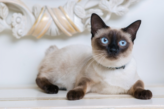 The Five Cat Personality Types