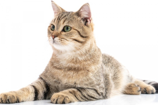 Do Cats Have Good Hearing?