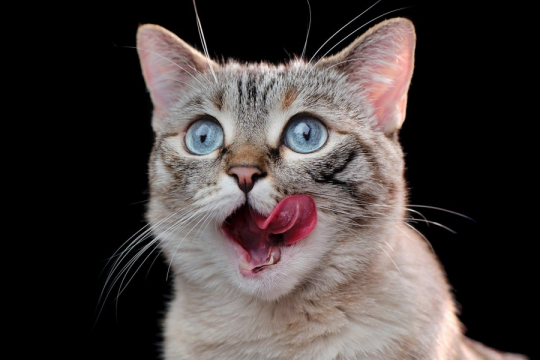 Why Do Cats Stick Their Tongue Out?