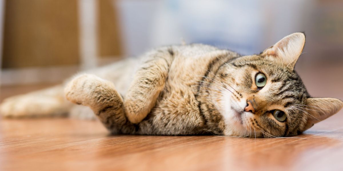 Gray adult mongrel cat lying on the floor