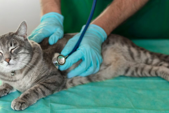 Heartworm Disease in Cats: Causes, Symptoms, and Treatment