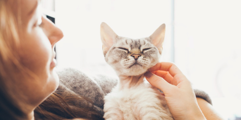 Study Shows Your Cat May Be the Key To Preventing Memory Loss
