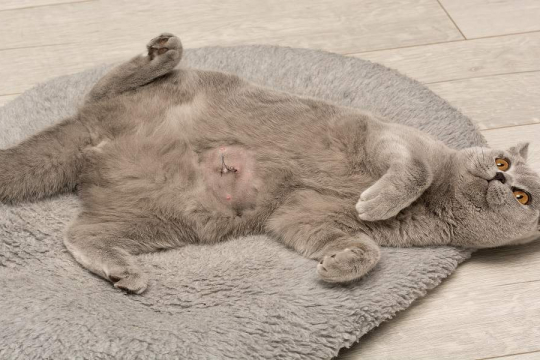 Abdominal Cavity Inflammation (Peritonitis) in Cats