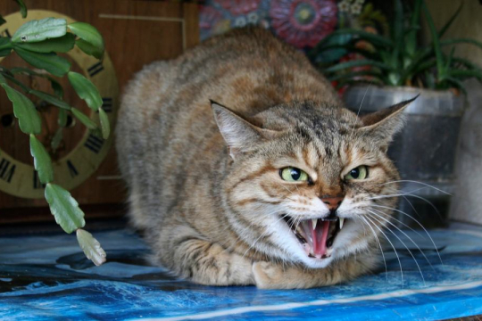 5 Visual Signs of a Stressed Cat and How To Help