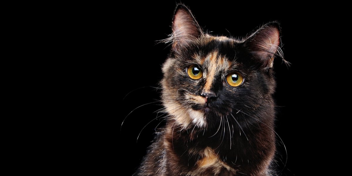 A comparison between tortoiseshell and calico cats