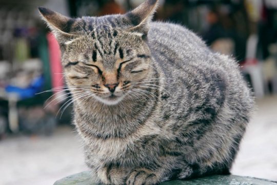 Why Do Cats Blink?