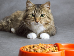 Best Fish-Free Cat Foods for Sensitive Cats featured image